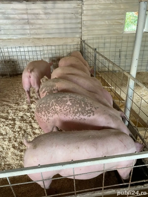 porci numai de carne 