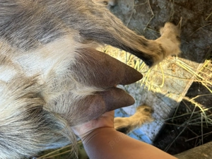 Vând capre cu lapte Moinesti