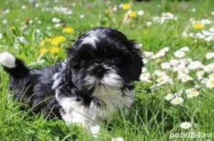 pui shitzuu mascul 2 luni 