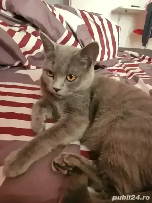 British Shorthair blue 