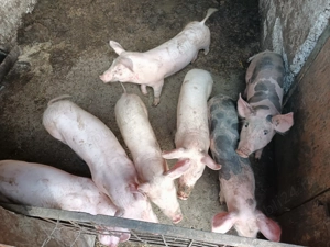 Vând purcei de carne