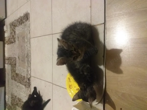 Donez pui de pisca - imagine 3