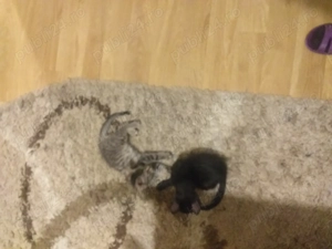 Donez pui de pisca - imagine 2