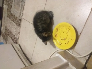 Donez pui de pisca - imagine 4