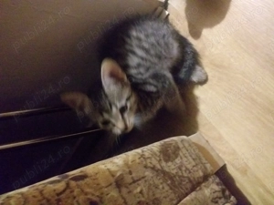 Donez pui de pisca - imagine 5