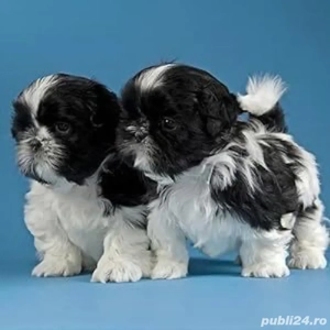 pui shih tzuu alb cu negru