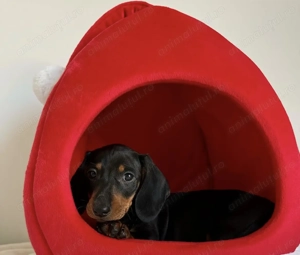 Teckel superbi 1300lei - imagine 2