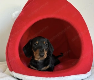 Teckel superbi 1300lei