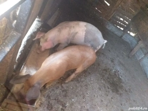 vand purcei  - imagine 2