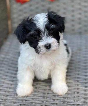 Bichon havanez 600 lei