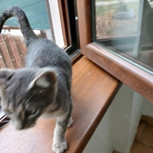 Donez pisicuț - imagine 2 Donez pisicuț - imagine 2