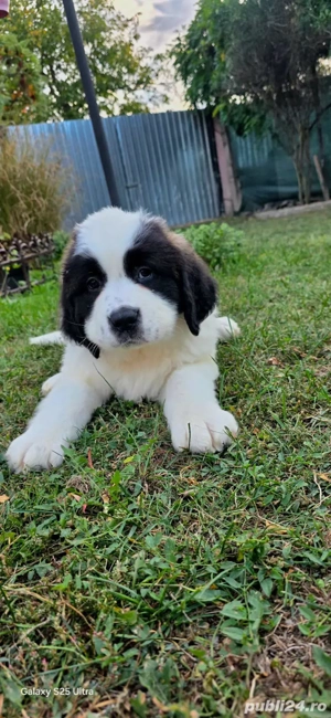 Puiuți Saint Bernard  - imagine 2