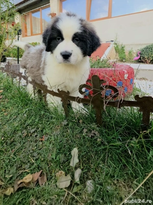 Puiuți Saint Bernard