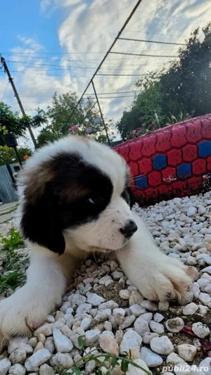Puiuți Saint Bernard  - imagine 4