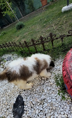 Puiuți Saint Bernard  - imagine 5