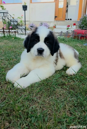 Puiuți Saint Bernard  - imagine 3