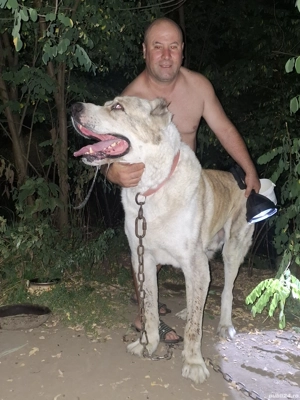 Mascul Ciobanesc de Asia Centrală pt. reproducere  - imagine 4 Mascul Ciobanesc de Asia Centrală pt. reproducere  - imagine 4