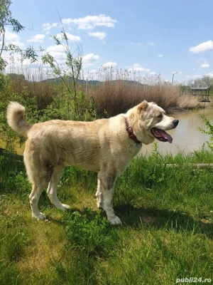 Mascul Ciobanesc de Asia Centrală pt. reproducere 