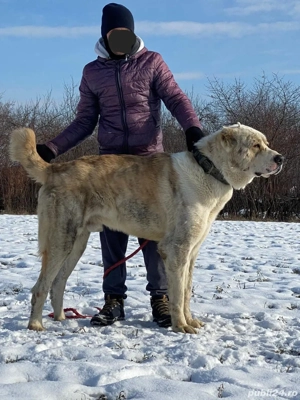 Mascul Ciobanesc de Asia Centrală pt. reproducere  - imagine 3 Mascul Ciobanesc de Asia Centrală pt. reproducere  - imagine 3