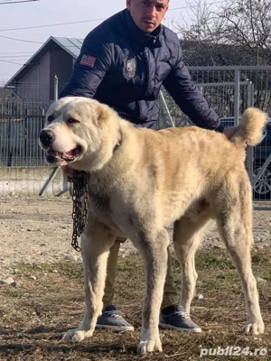 Mascul Ciobanesc de Asia Centrală pt. reproducere  - imagine 2 Mascul Ciobanesc de Asia Centrală pt. reproducere  - imagine 2