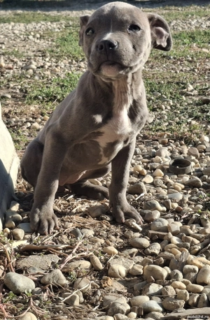 Pui amstaff blue - imagine 3 Pui amstaff blue - imagine 3