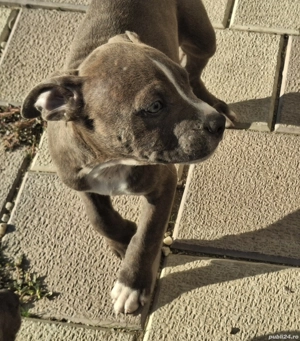 Pui amstaff blue - imagine 5 Pui amstaff blue - imagine 5