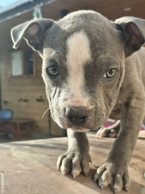 Pui amstaff blue - imagine 4 Pui amstaff blue - imagine 4