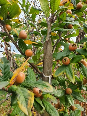 Mosmon japonez anul 2