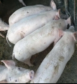 Șoldanei duruc cu petran