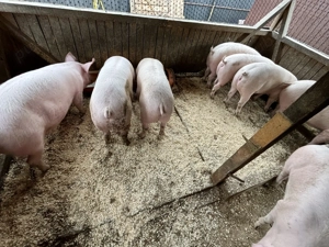 Vând porci de casă de la 150-170kg