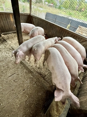 Vând porci de casă de la 150-170kg - imagine 2 Vând porci de casă de la 150-170kg - imagine 2