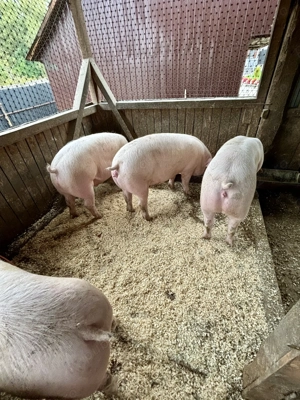 Vând porci de casă de la 150-170kg - imagine 3 Vând porci de casă de la 150-170kg - imagine 3