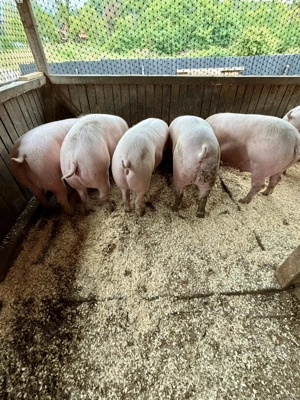 Vând porci de casă de la 150-170kg - imagine 4 Vând porci de casă de la 150-170kg - imagine 4