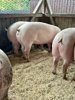 Vând porci de casă de la 150-170kg - imagine 5 Vând porci de casă de la 150-170kg - imagine 5