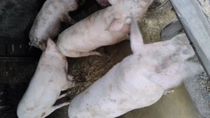 Porci mari și șoldani