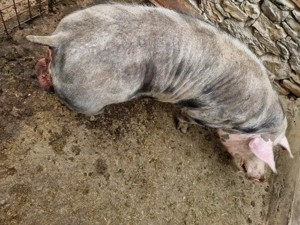 Vier petrean activ  3 ani  - imagine 4 Vier petrean activ  3 ani  - imagine 4