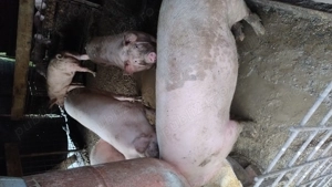Porci de vânzare  - imagine 4 Porci de vânzare  - imagine 4