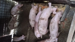 Porci mari și șoldani  - imagine 5