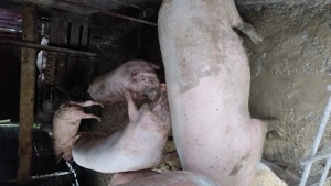 Porci de vânzare  - imagine 2 Porci de vânzare  - imagine 2