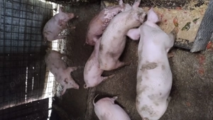 Porci mari și șoldani  - imagine 4