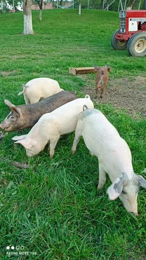 Vând purcei ,șoldani. - imagine 2 Vând purcei ,șoldani. - imagine 2