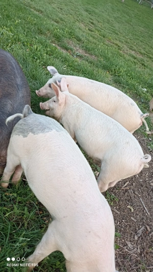 Vând purcei ,șoldani.