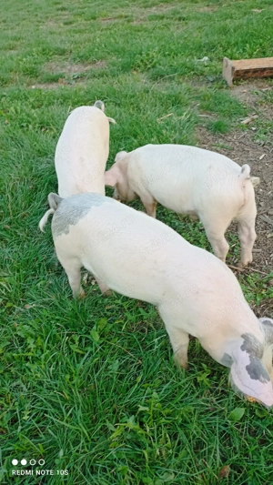 Vând purcei ,șoldani. - imagine 4 Vând purcei ,șoldani. - imagine 4