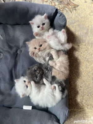 vand puiut de pisica persana 