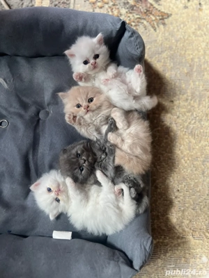 vand puiut de pisica persana  - imagine 2