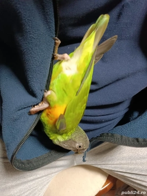 de vanzare - imagine 2