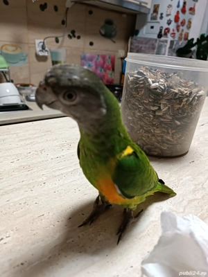 de vanzare - imagine 4