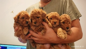 Cățeluși Toy Pudel de vânzare