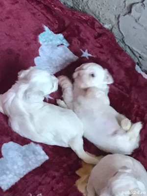 cautam casuta - imagine 2 cautam casuta - imagine 2