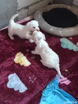 cautam casuta - imagine 3 cautam casuta - imagine 3